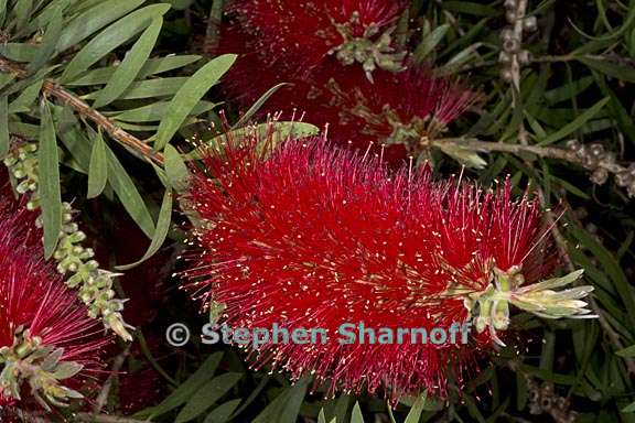 callistemon speciosus 4 graphic